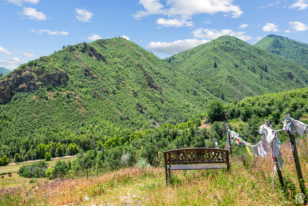 Mountain view with a forest