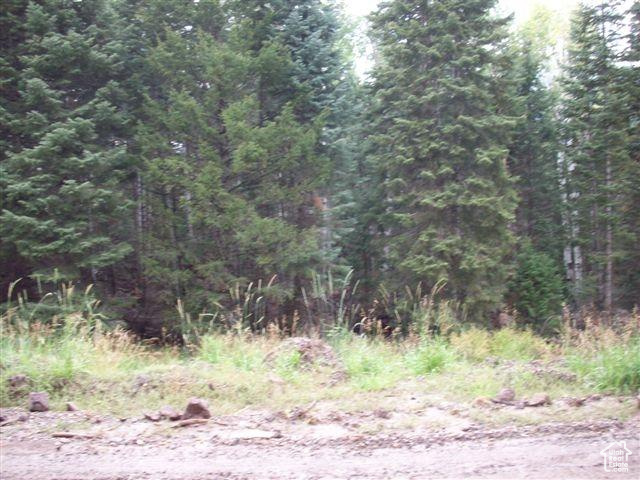 View of local wilderness with a view of trees