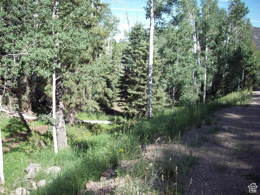 View of local wilderness