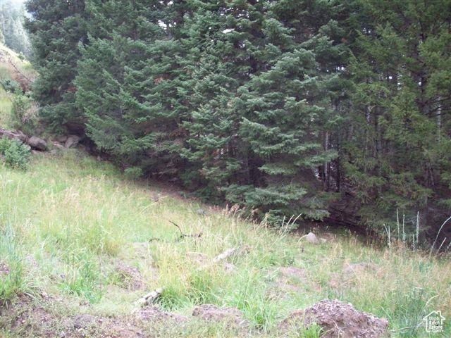 View of local wilderness with a view of trees