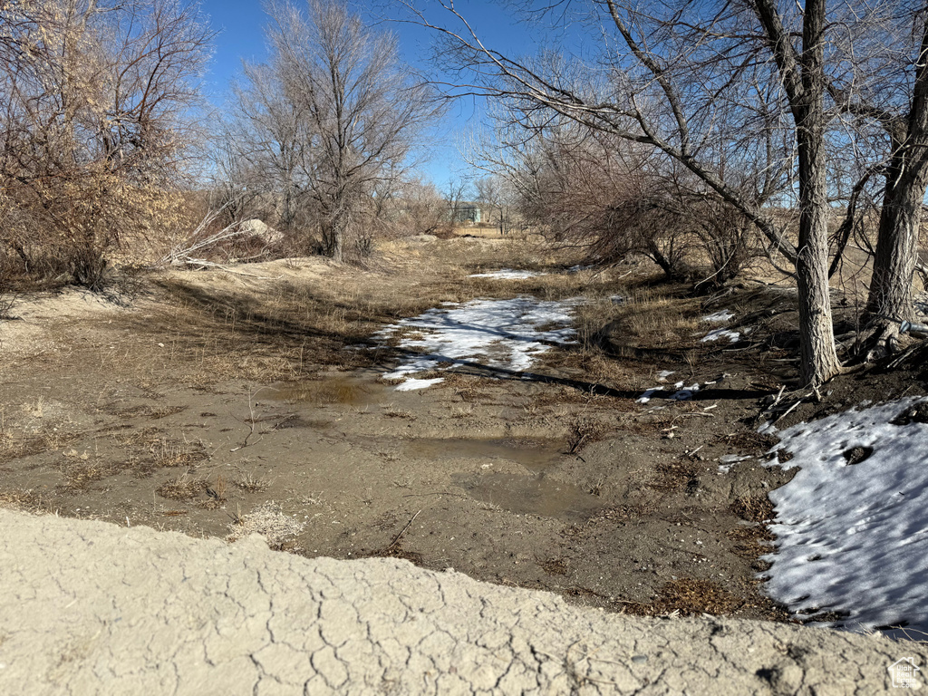 View of local wilderness