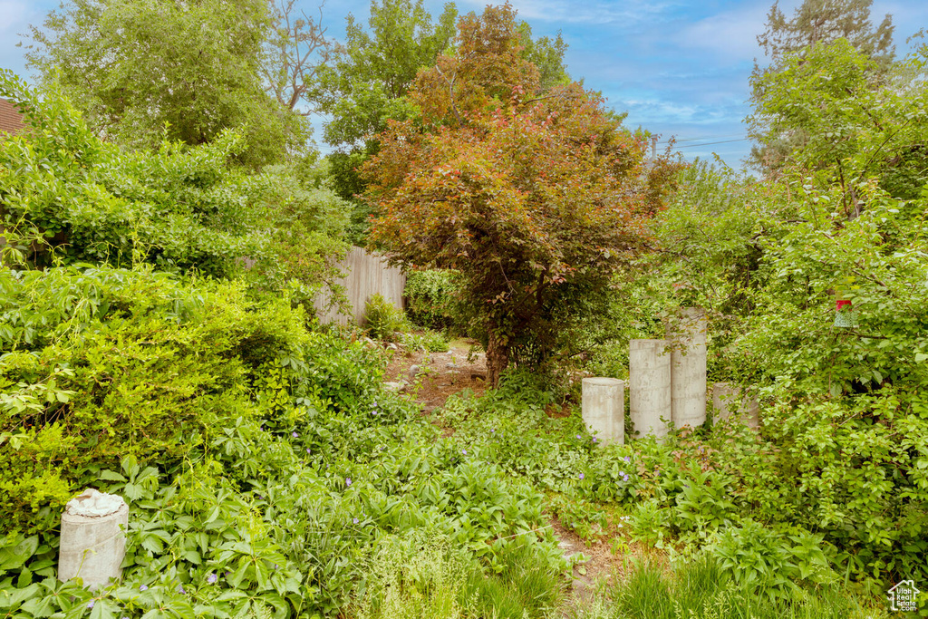 View of local wilderness