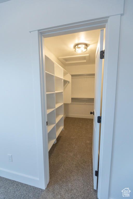 Walk in closet with attic access and dark colored carpet
