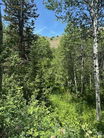 View of wooded area