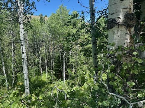 View of tree filled area