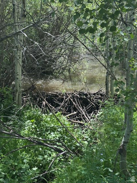 View of nature