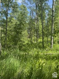View of undeveloped land