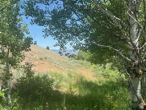 View of local wilderness