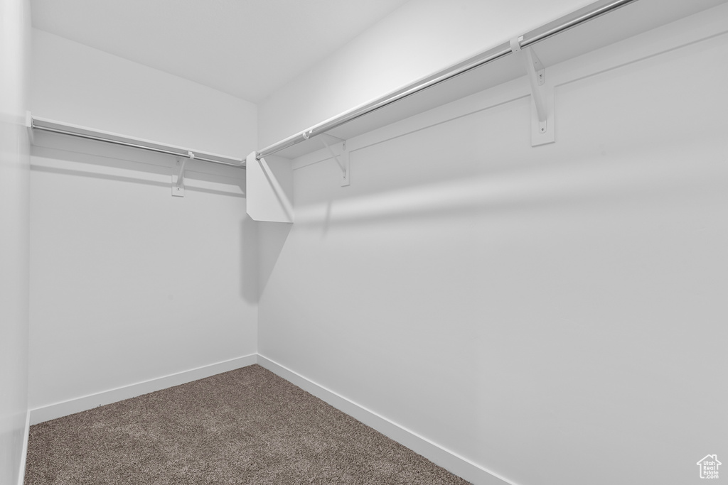 Spacious closet featuring carpet floors