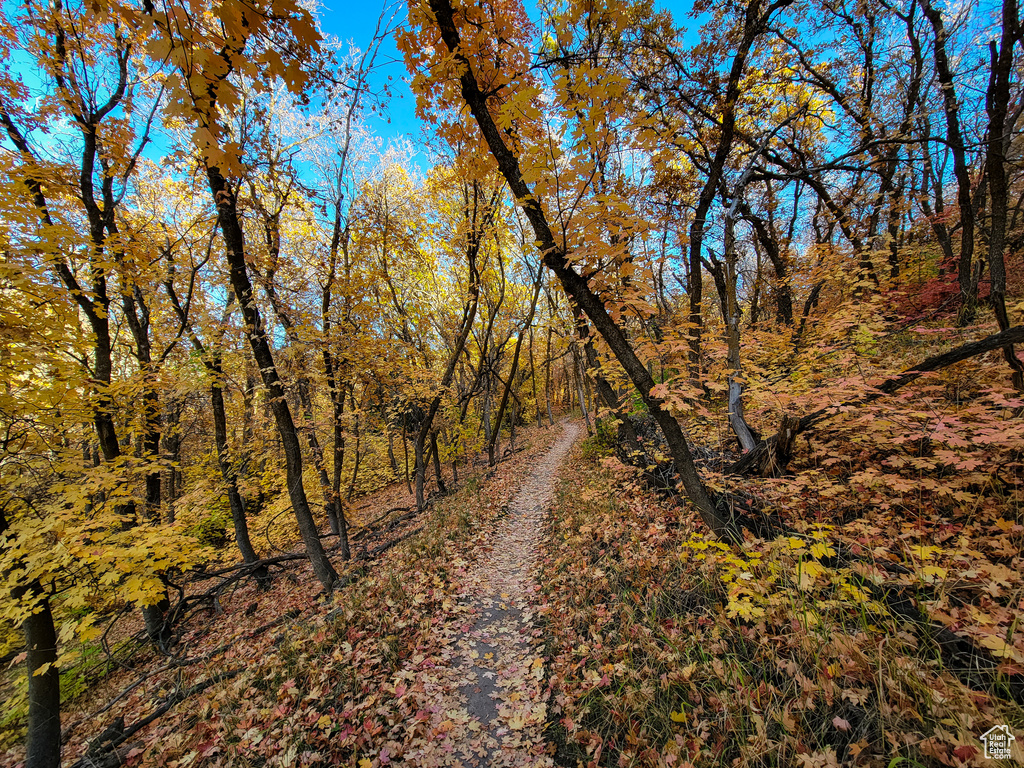 View of road featuring a wooded view