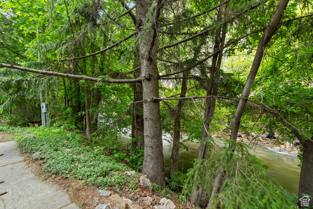 View of local wilderness with a view of trees