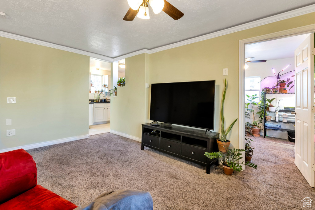 Living area featuring carpet flooring, a textured ceiling, ornamental molding, and a ceiling fan