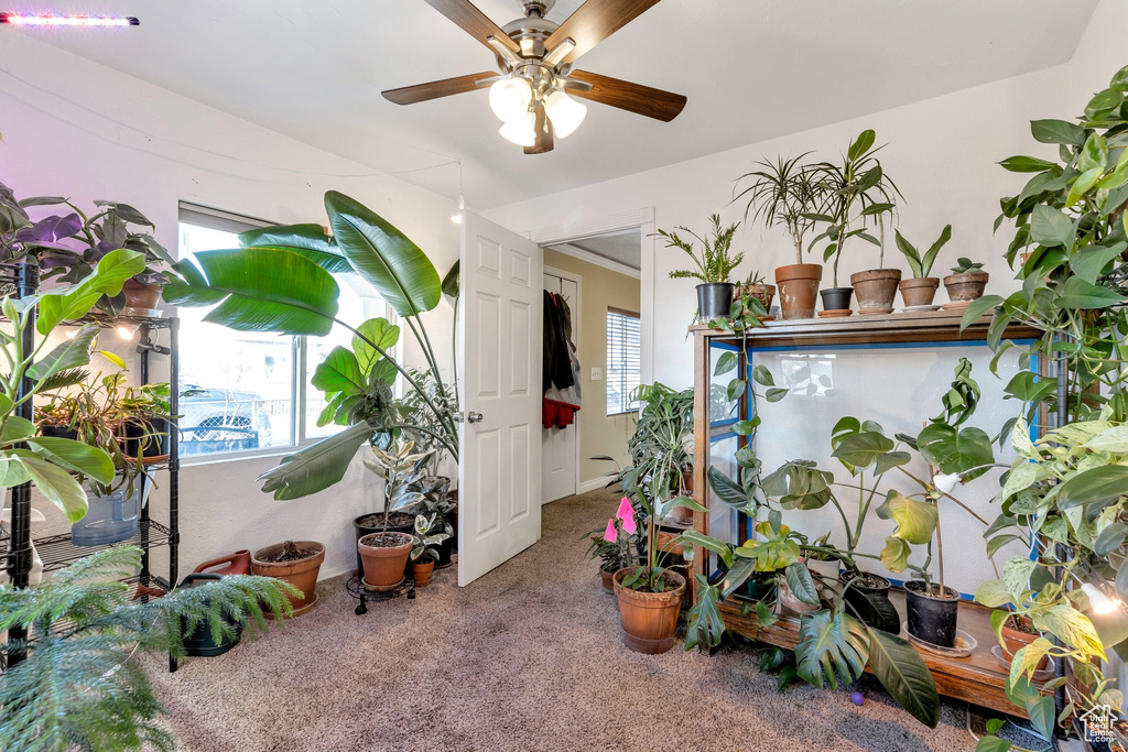 Interior space featuring plenty of natural light, ceiling fan, and carpet floors