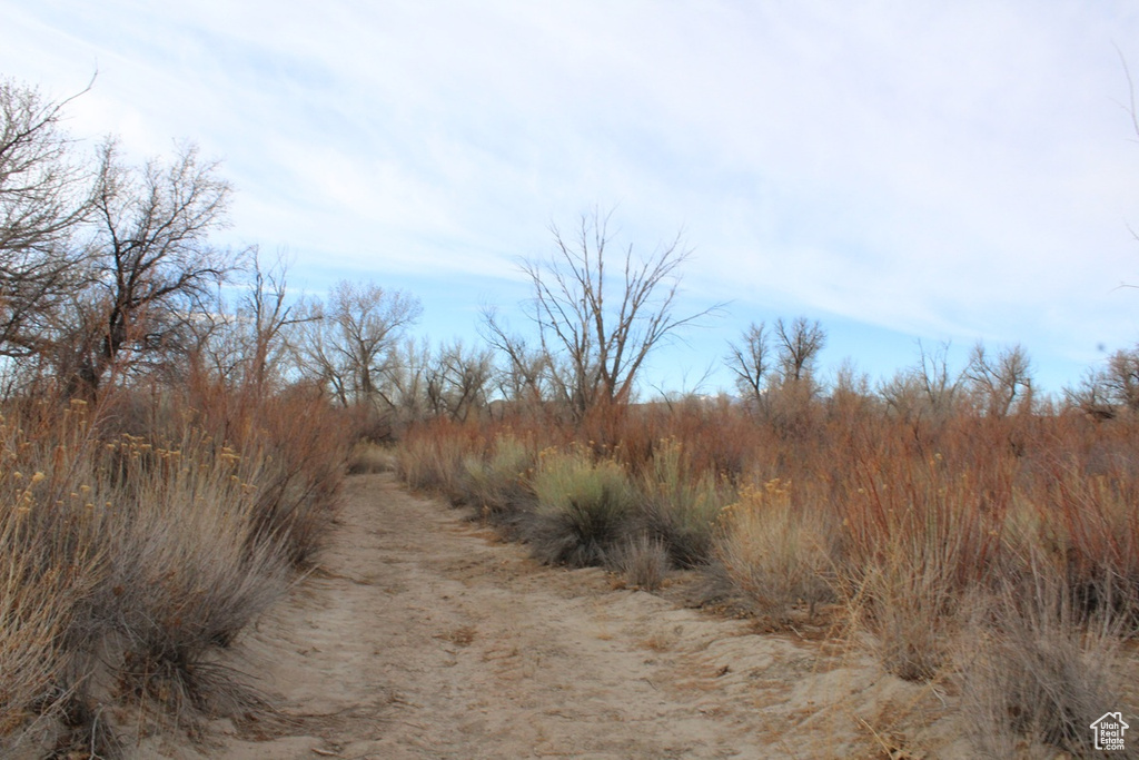 View of local wilderness