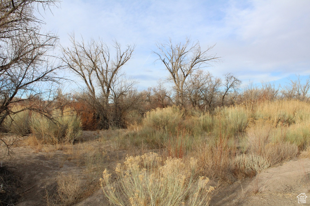 View of local wilderness