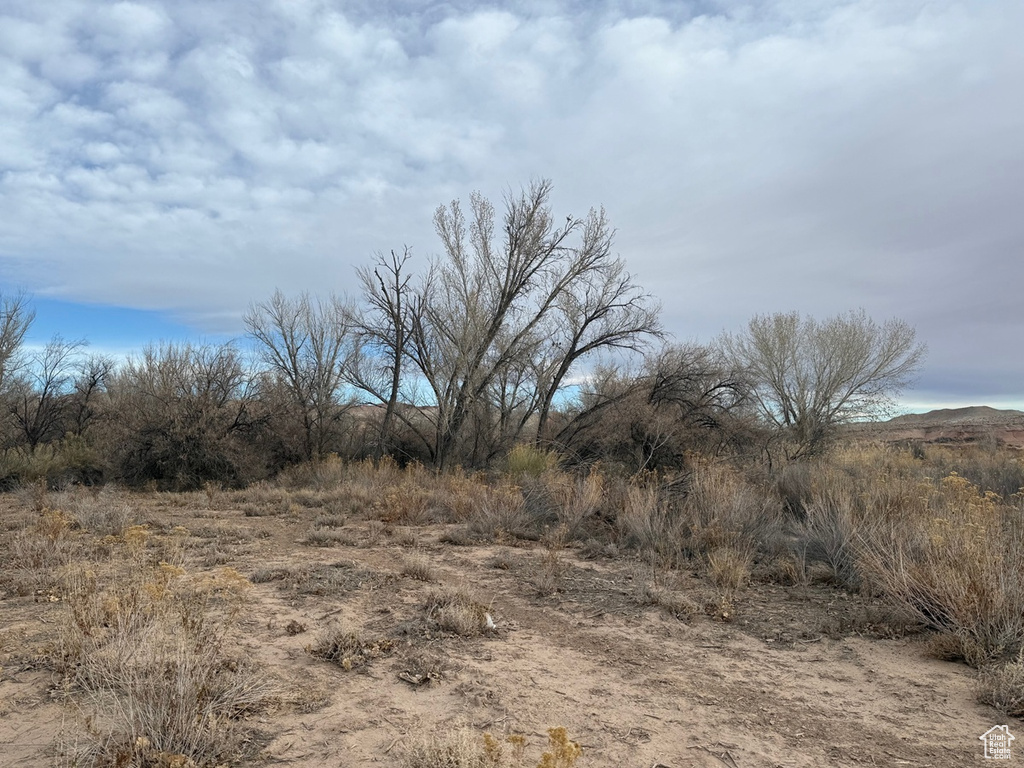 View of local wilderness