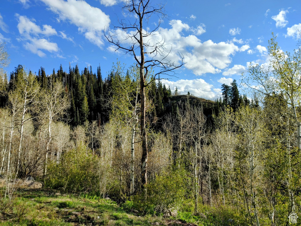 View of tree filled area