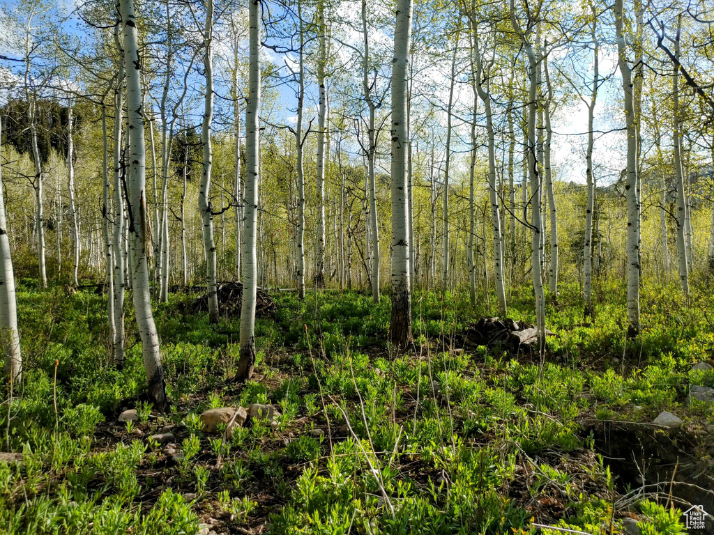 View of woods