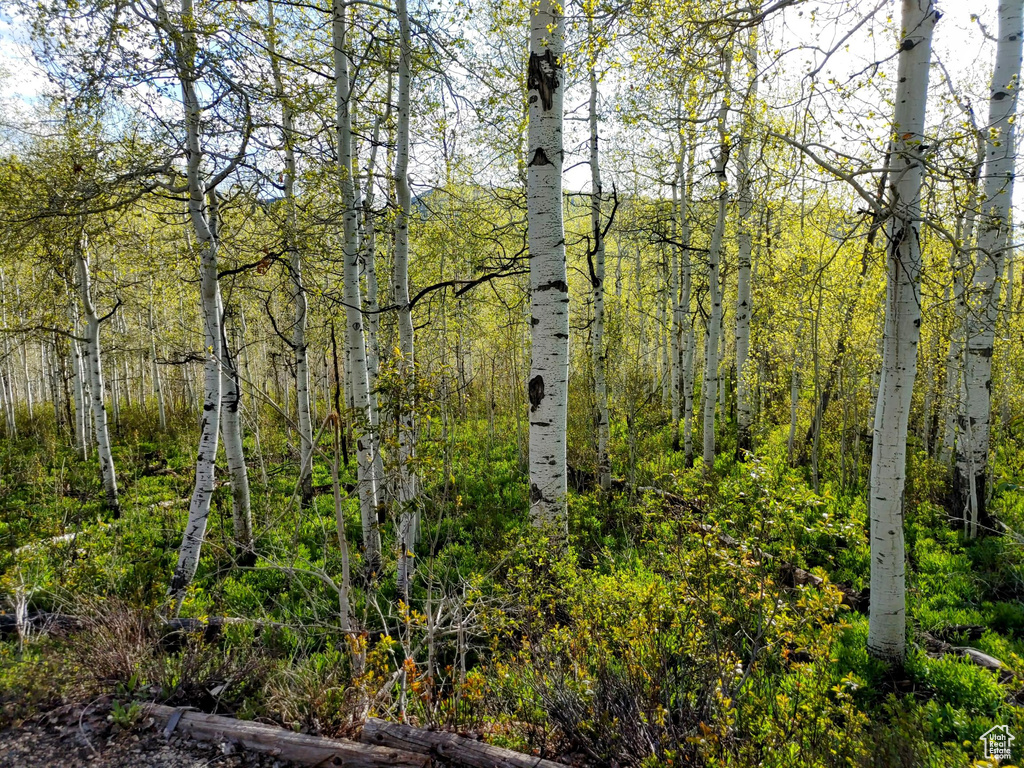 View of tree filled area