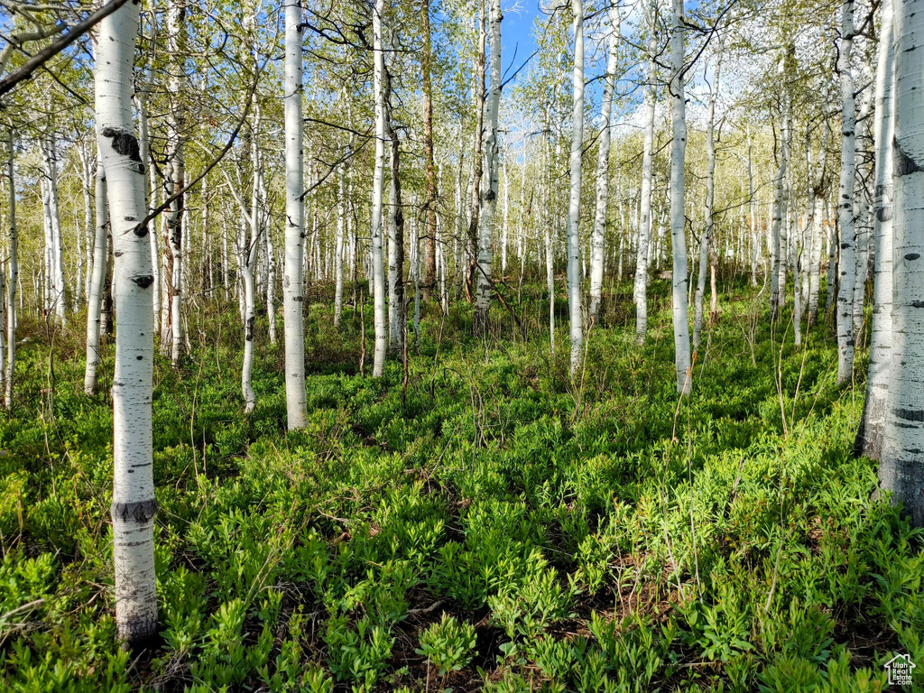 View of nature
