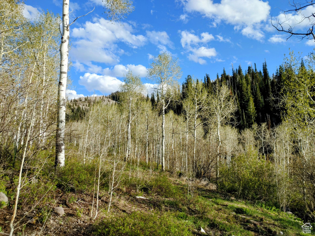 View of woods