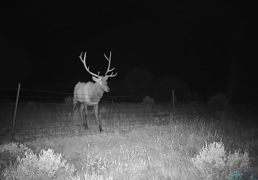 Photo #13