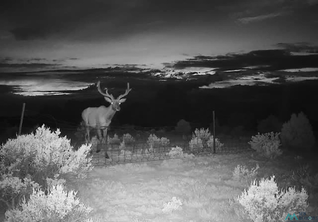 Photo #14