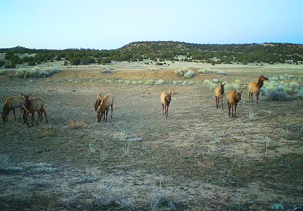 Photo #16
