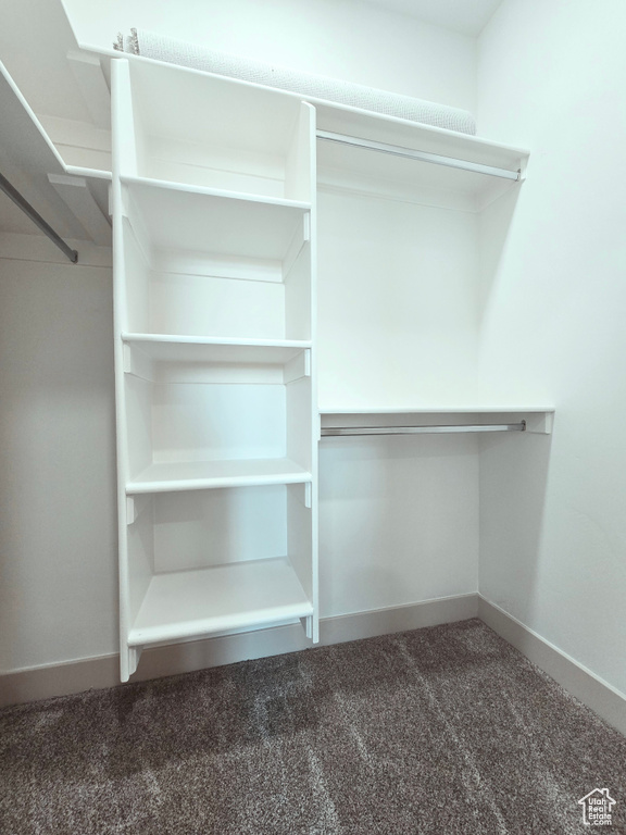 Spacious closet featuring carpet floors