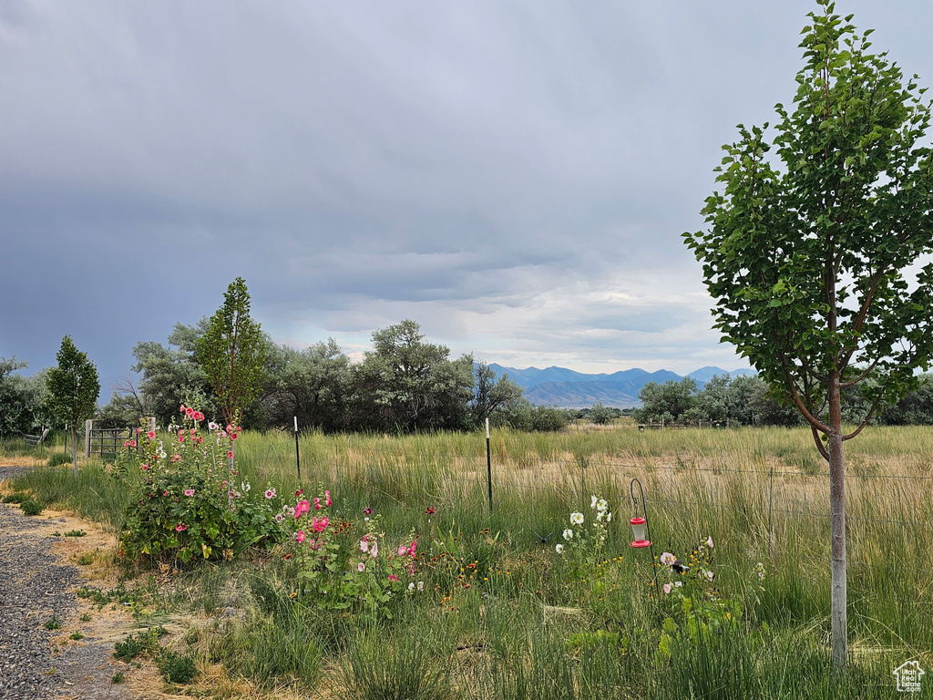 View of yard with a mountain view and a rural view
