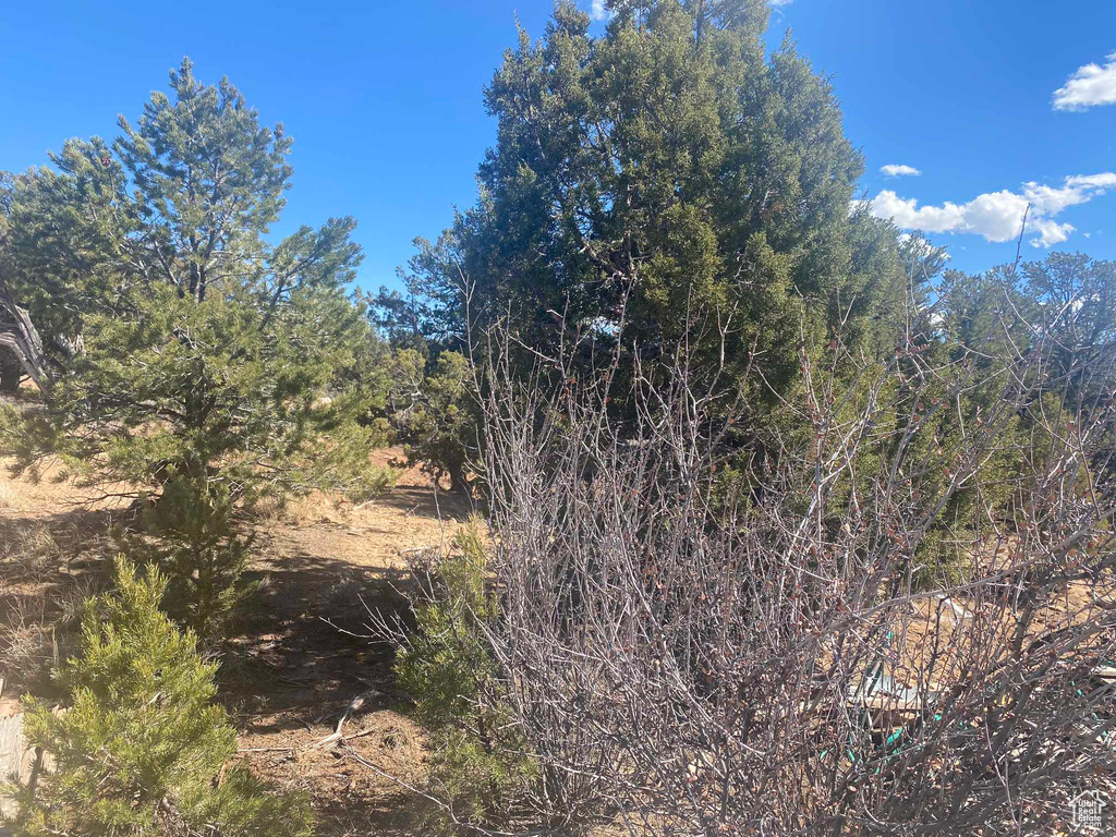 View of local wilderness
