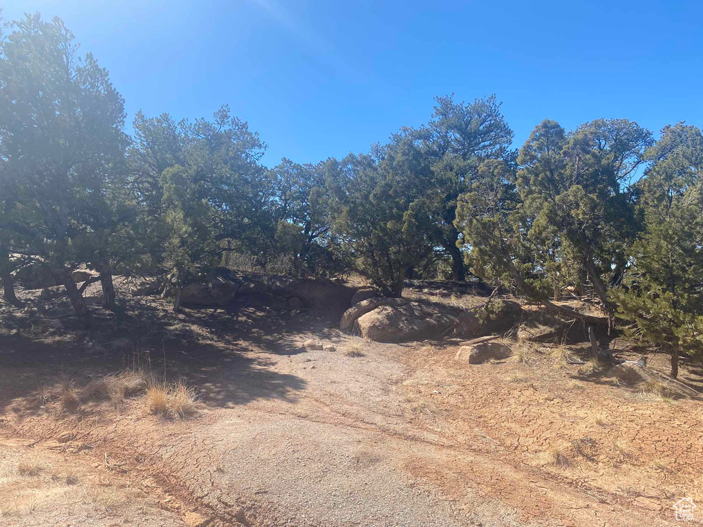 View of local wilderness