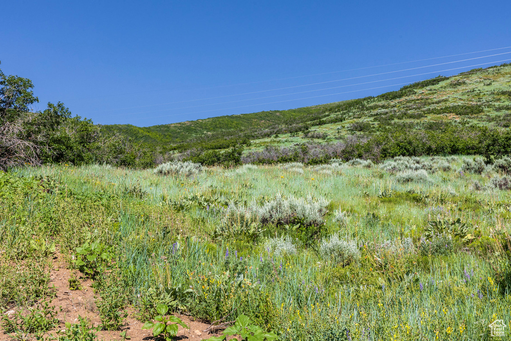 View of local wilderness