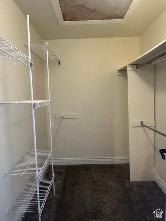 Walk in closet featuring carpet and a raised ceiling