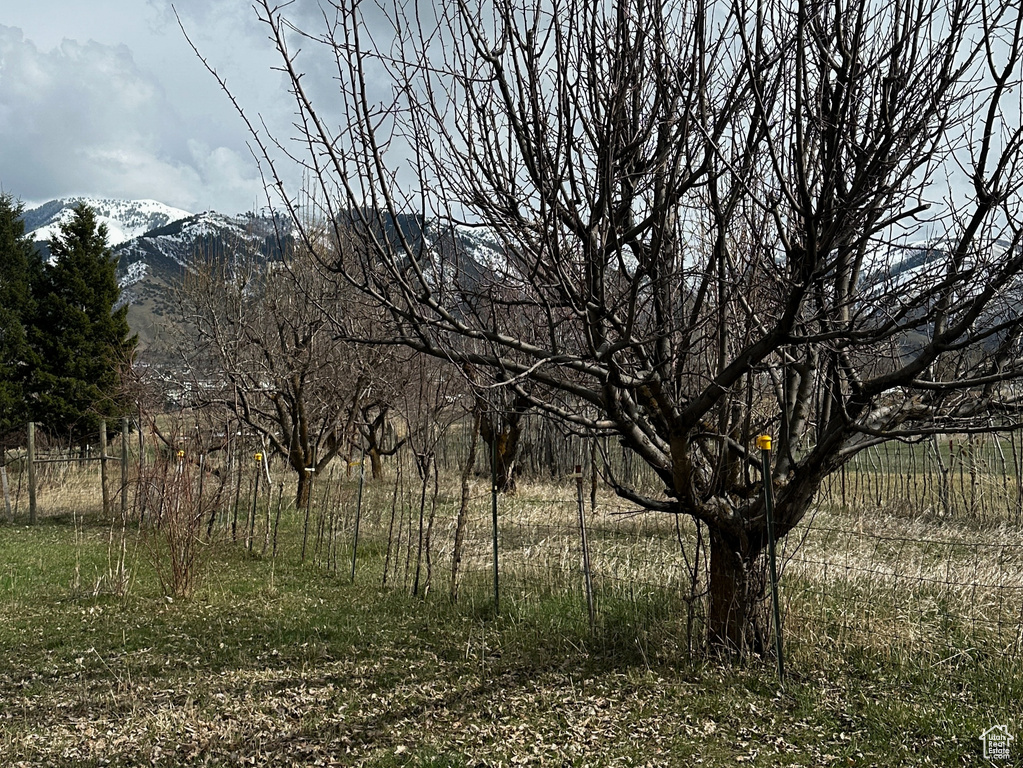 View of local wilderness
