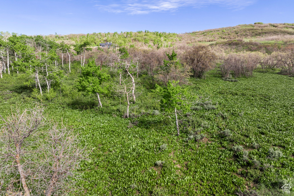 View of woods