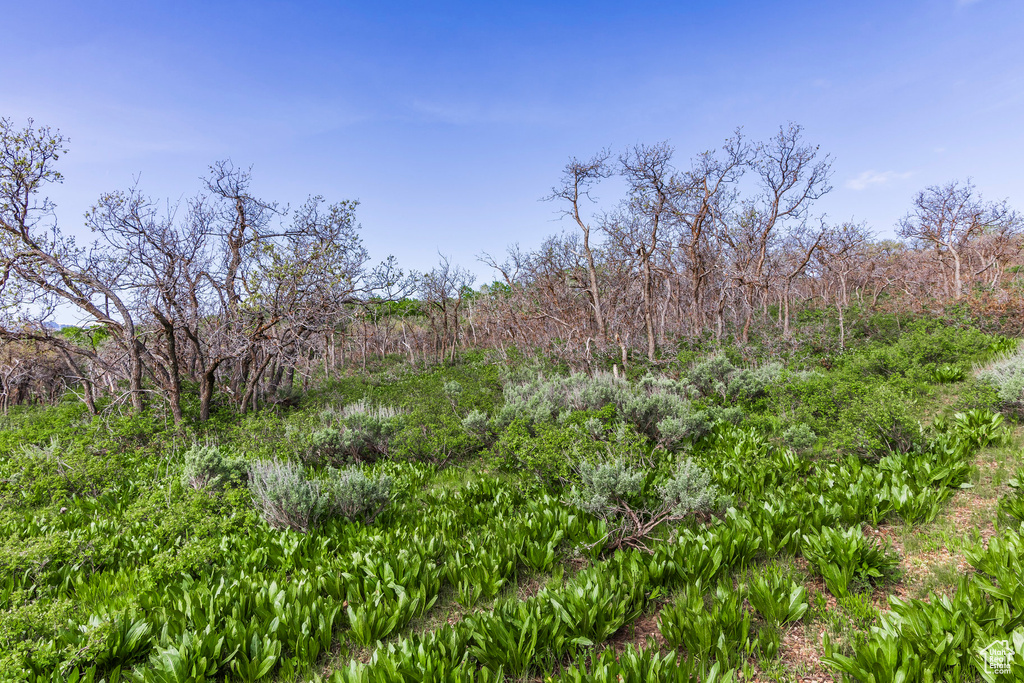 View of undeveloped land