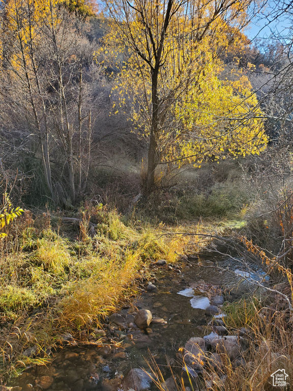 View of local wilderness