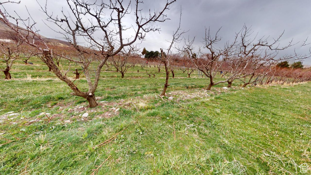 View of yard with a rural view