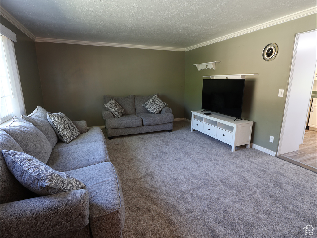 Living room with crown molding, baseboards, a textured ceiling, and carpet floors