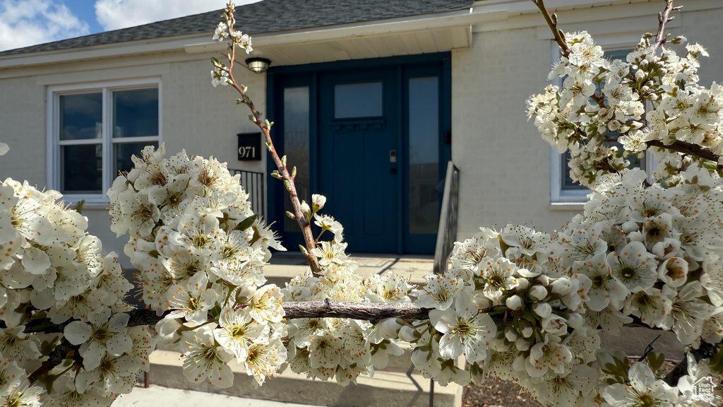 Property entrance featuring a shingled roof