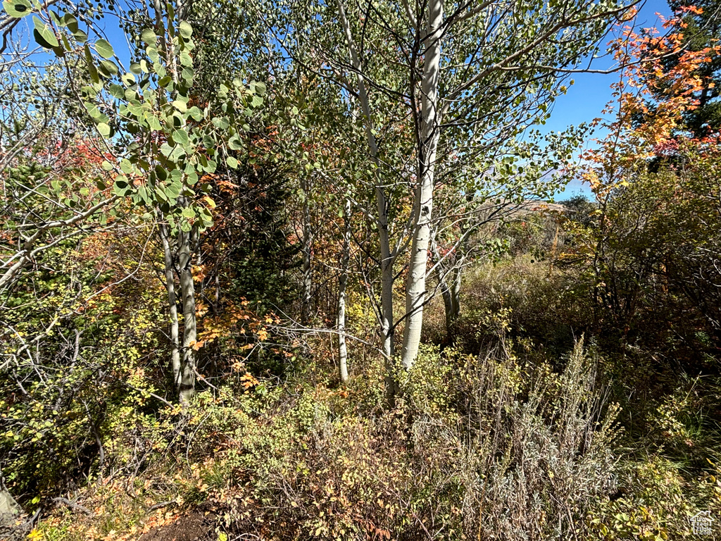 View of local wilderness featuring a wooded view