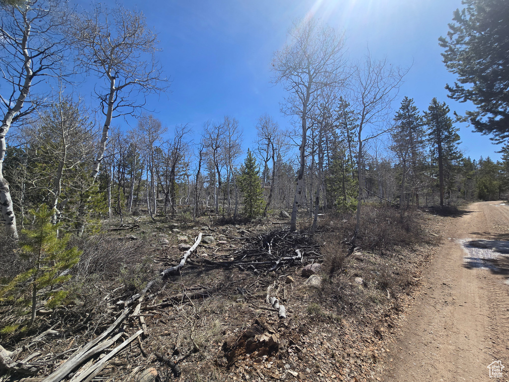 View of local wilderness