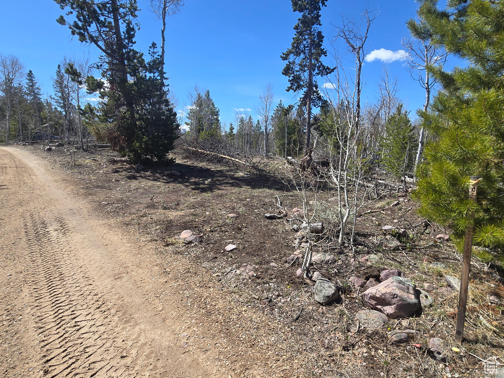View of local wilderness
