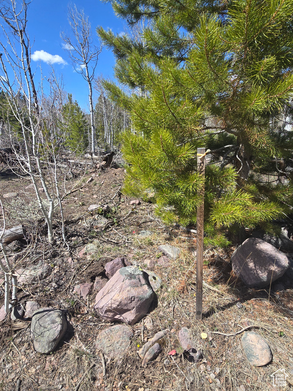 View of local wilderness