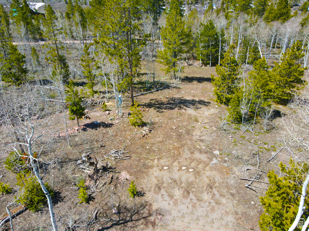 View of local wilderness