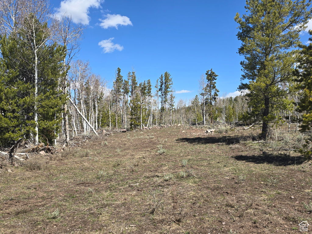View of local wilderness