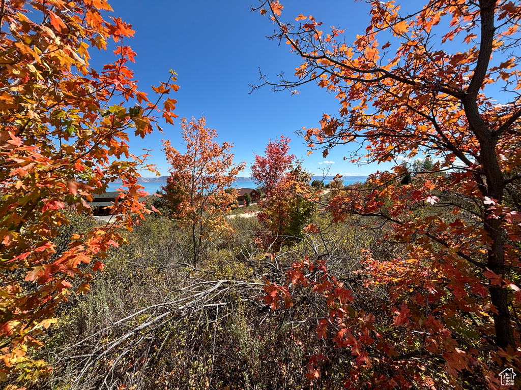 View of local wilderness