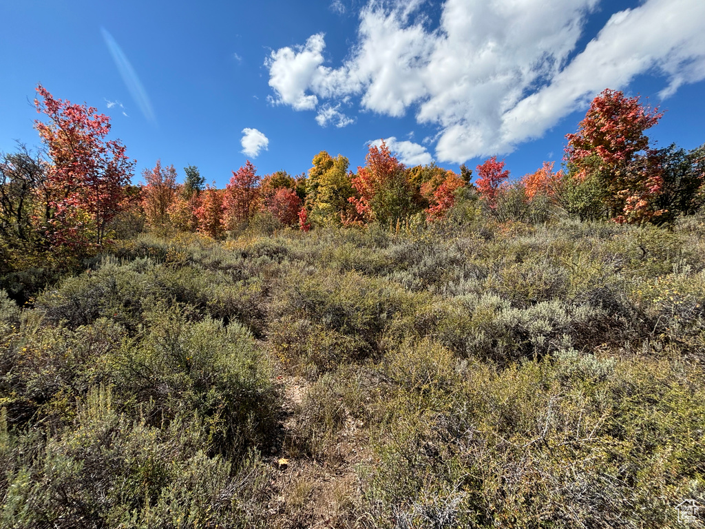 View of nature featuring a wooded view