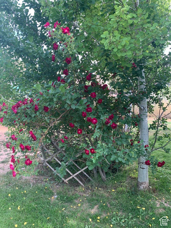View of nature